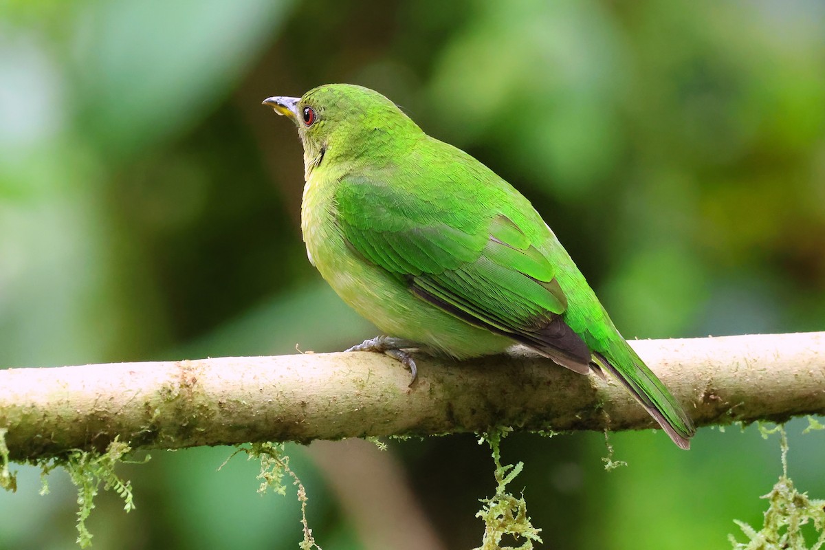 Green Honeycreeper - ML642010775
