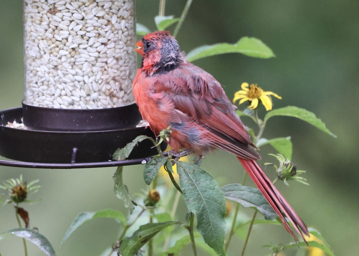 Northern Cardinal - ML642010786