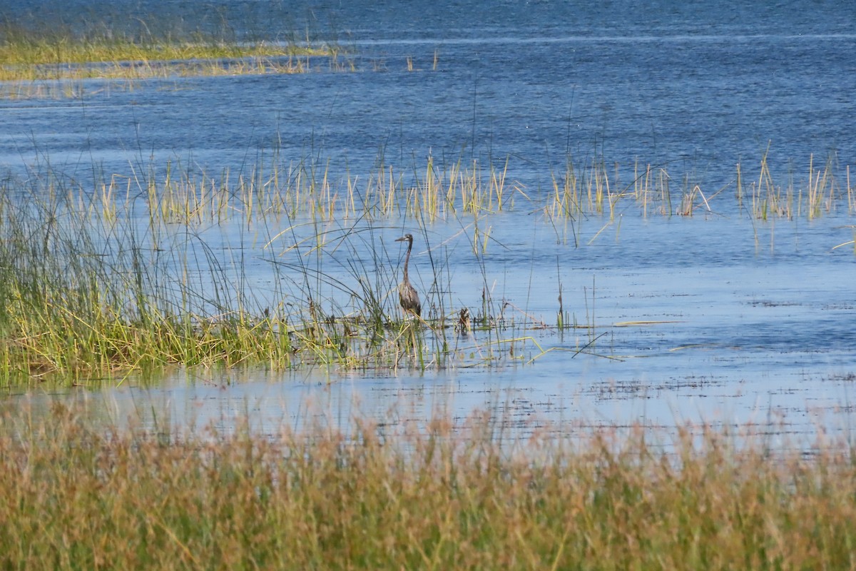 Great Blue Heron - ML642010789