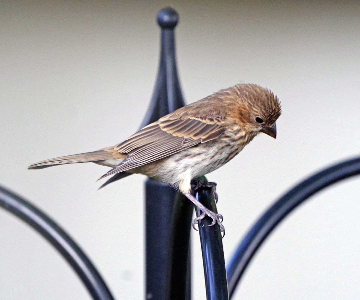 House Finch - ML642010804