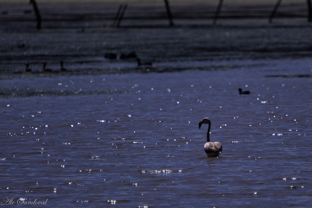 Chilean Flamingo - ML642010817