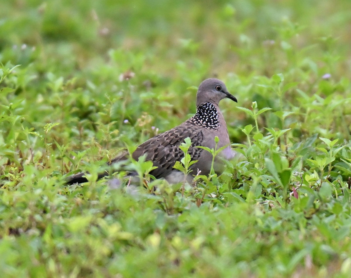 珠頸斑鳩 - ML642010832