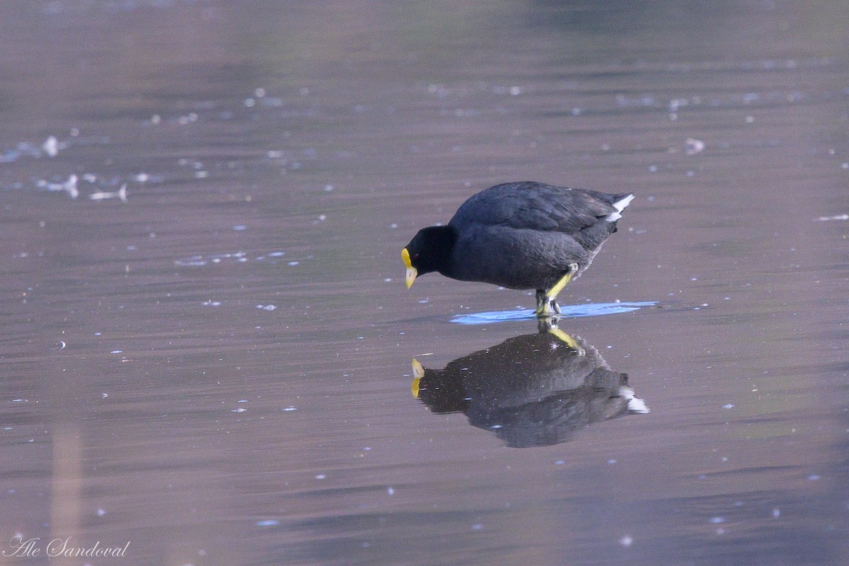 White-winged Coot - ML642010838