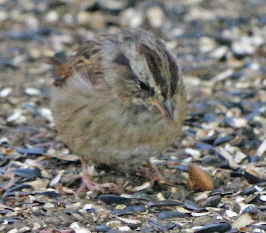 Swamp Sparrow - ML642010841