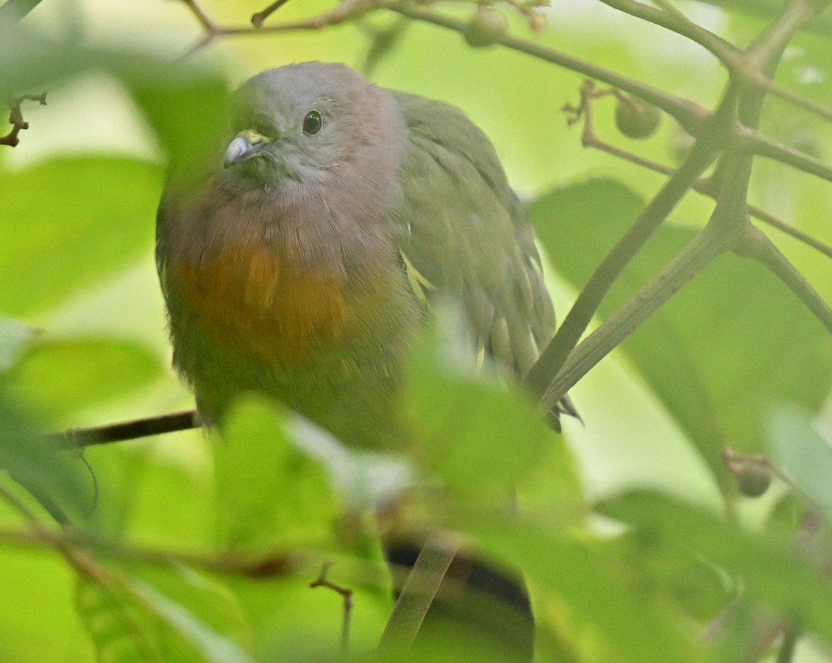 Pink-necked Green-Pigeon - ML642010842