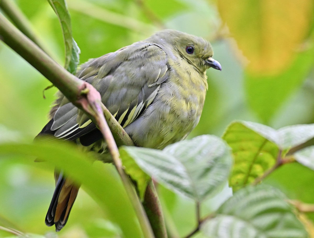 Pink-necked Green-Pigeon - ML642010843