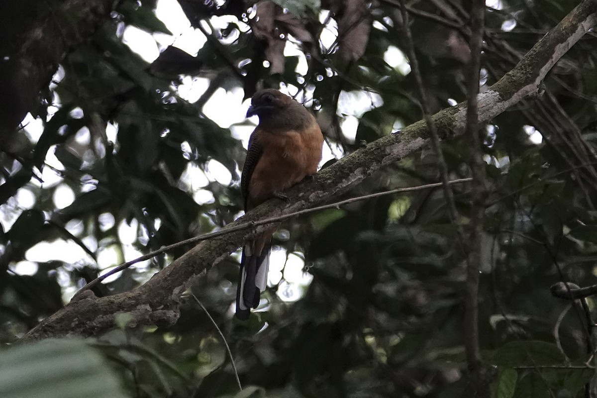 Red-naped Trogon - ML642010844