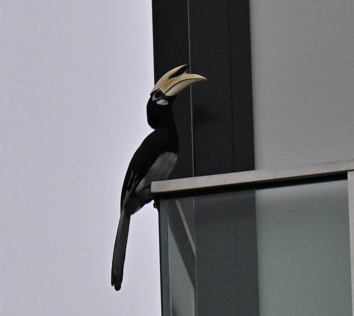 Oriental Pied-Hornbill - ML642010850