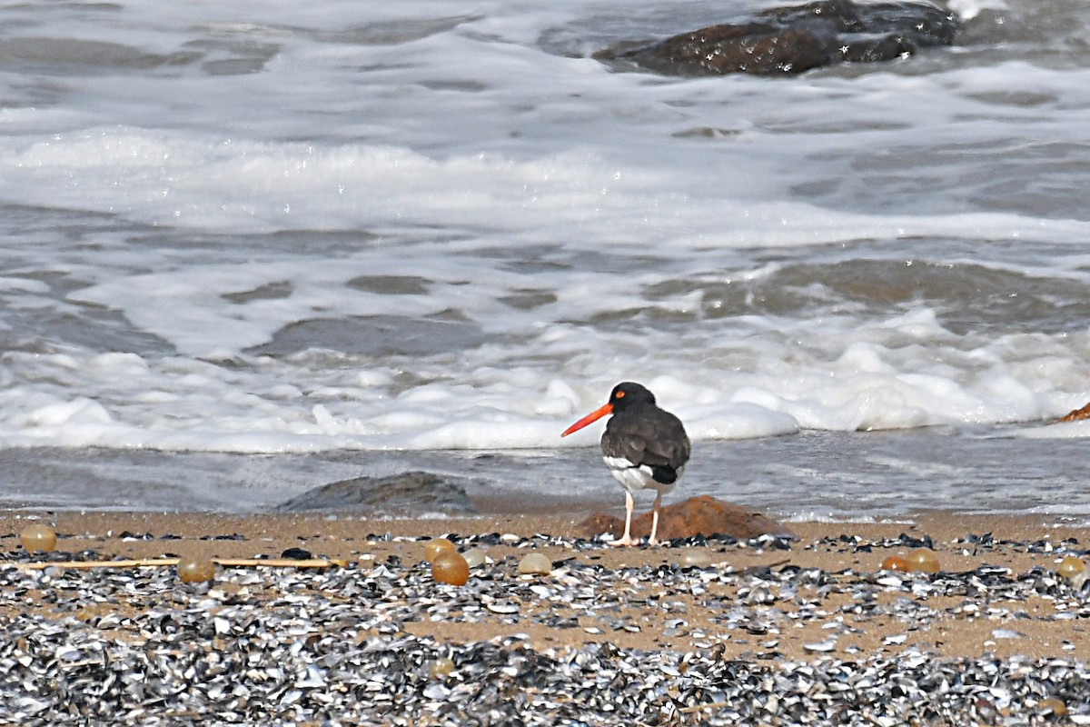American Oystercatcher - ML642010857