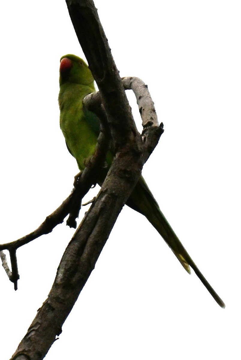 Long-tailed Parakeet - ML642010859