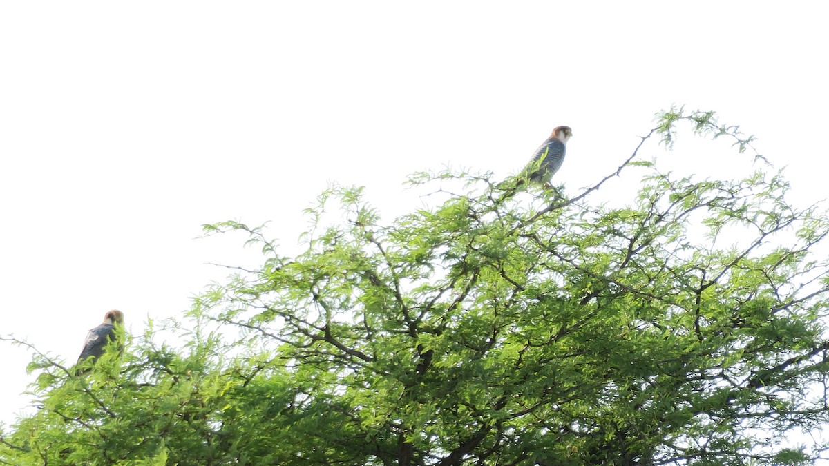 Red-necked Falcon - ML642010860