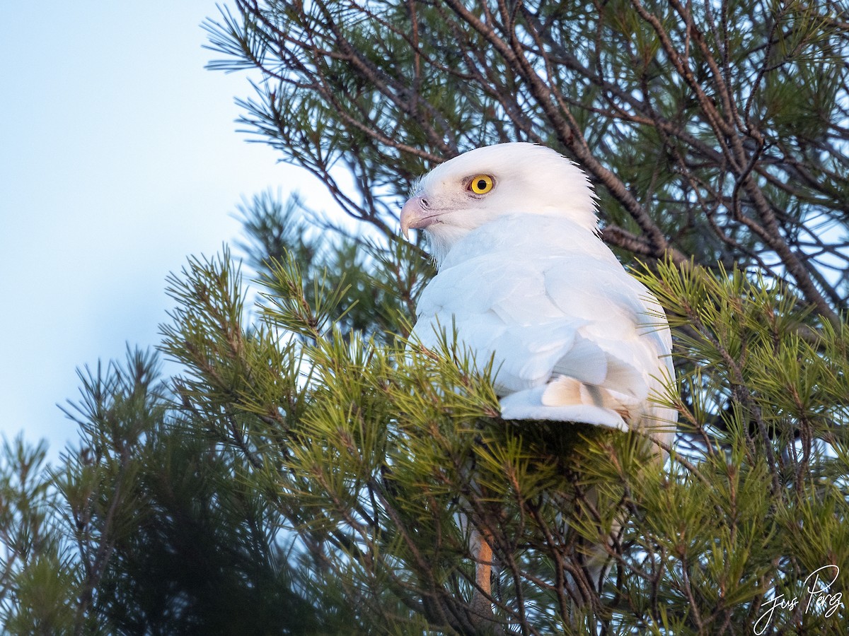 Short-toed Snake-Eagle - ML642010864