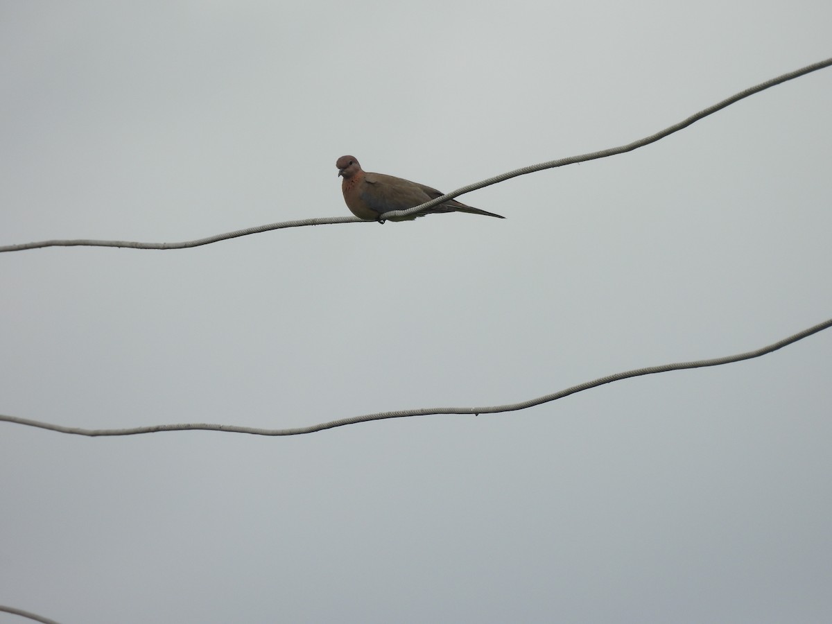 Laughing Dove - ML642010868