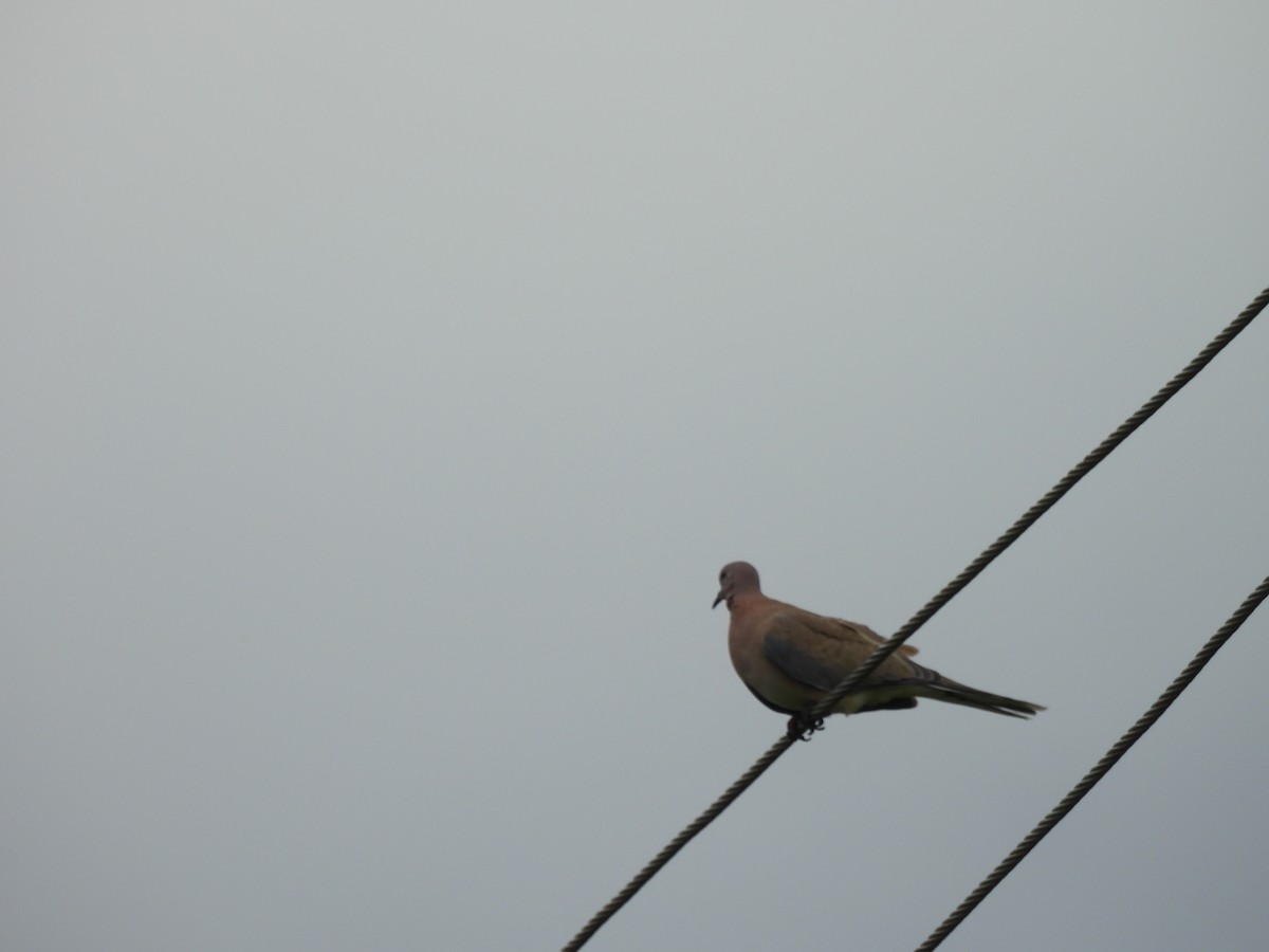 Laughing Dove - ML642010873