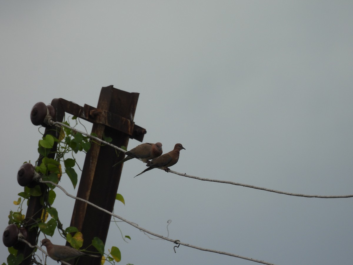 Laughing Dove - ML642010874