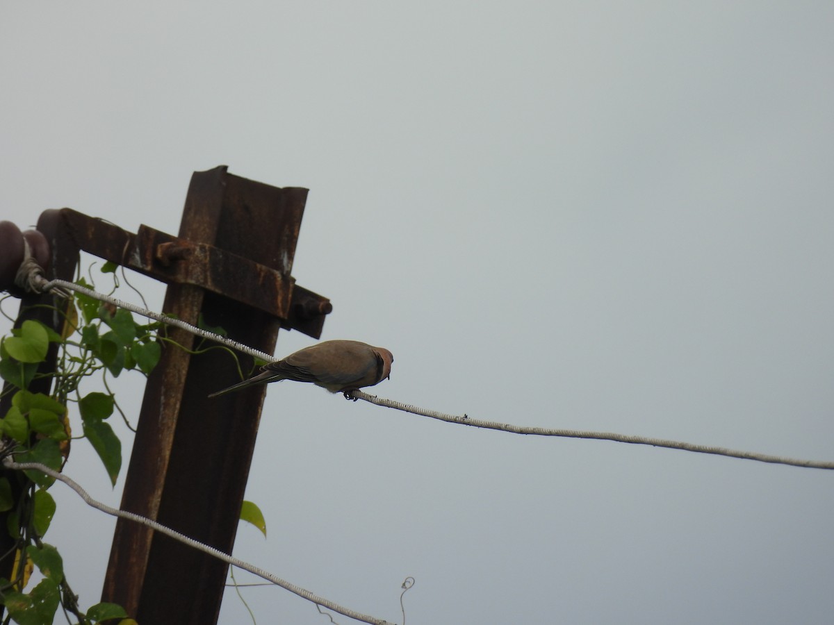 Laughing Dove - ML642010875