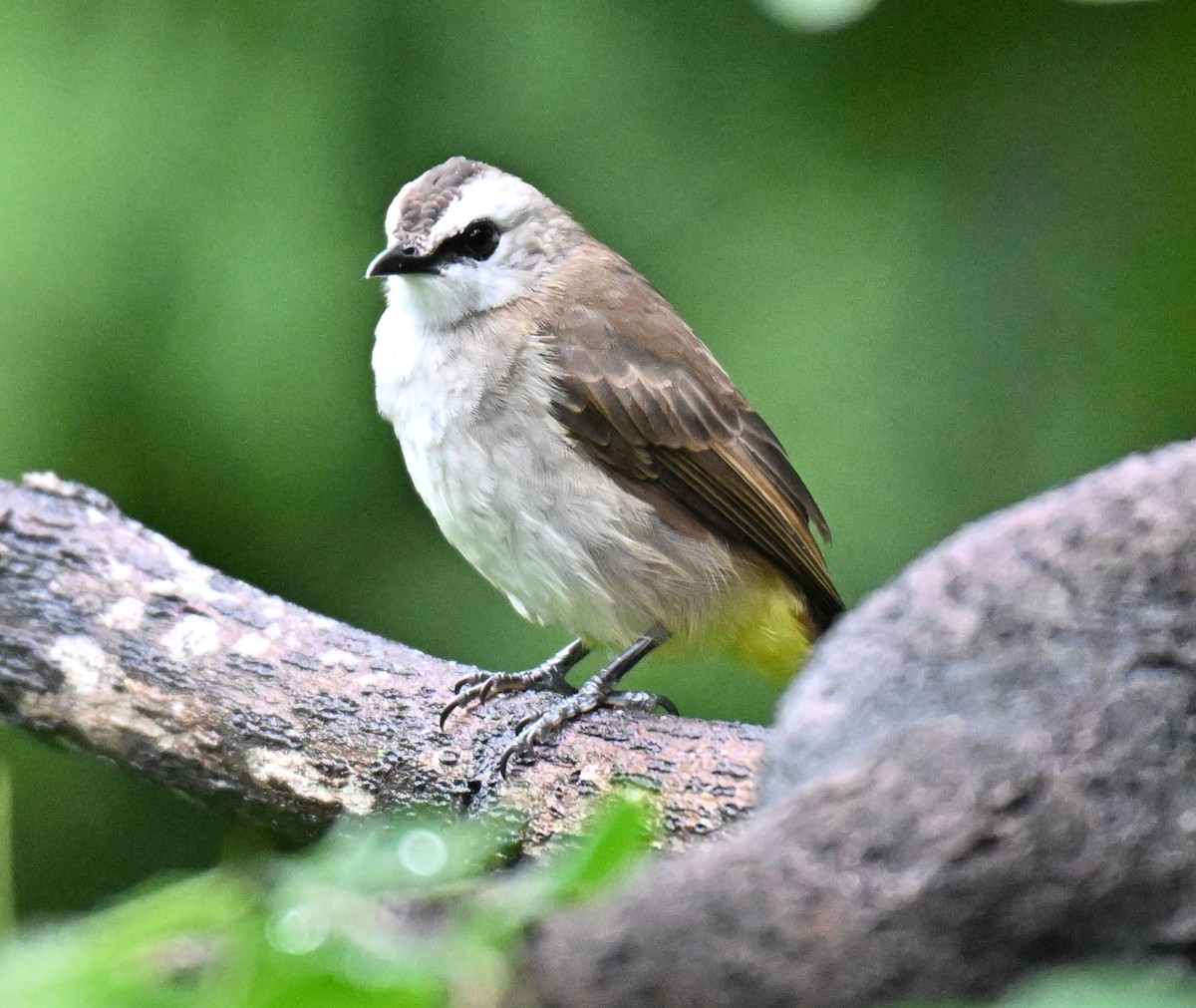 Yellow-vented Bulbul - ML642010877