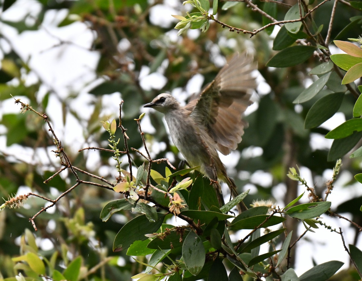 Yellow-vented Bulbul - ML642010878