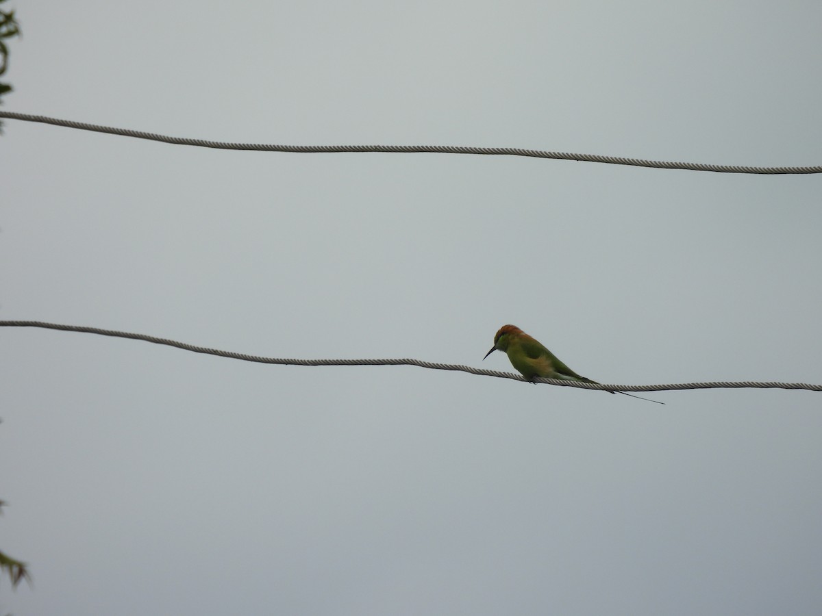 Asian Green Bee-eater - ML642010882