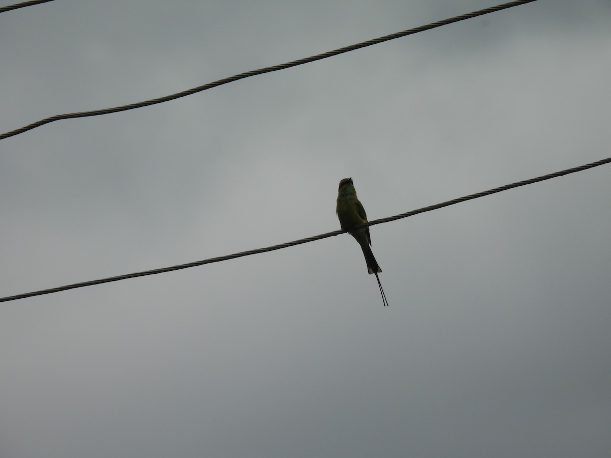 Asian Green Bee-eater - ML642010883