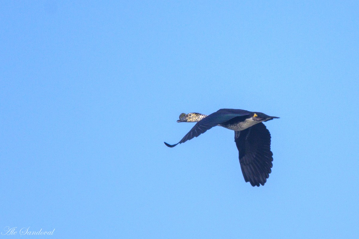 Comb Duck - ML642010899
