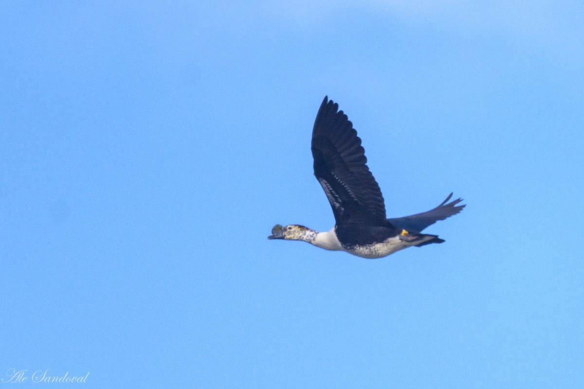 Comb Duck - ML642010900