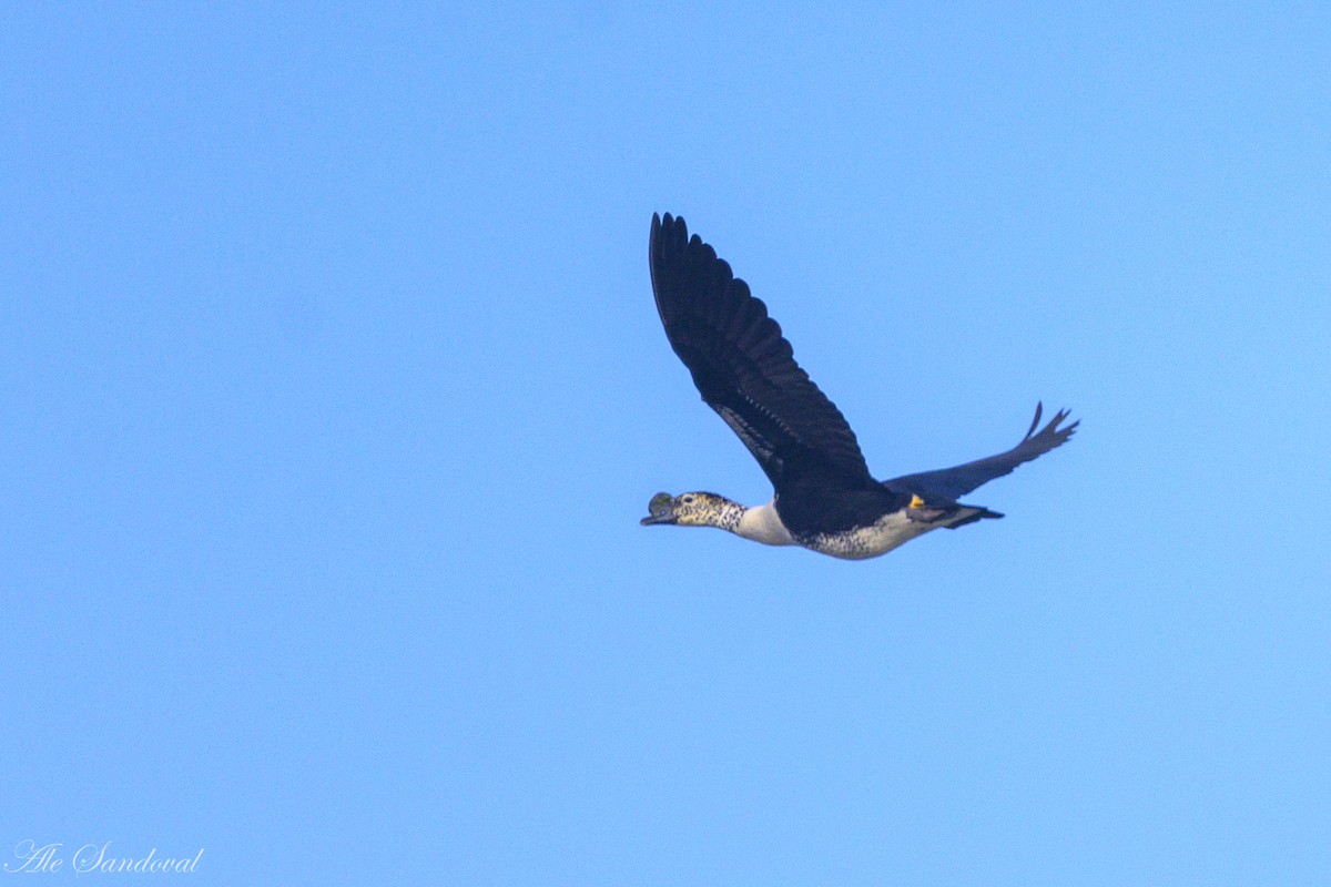Comb Duck - ML642010901