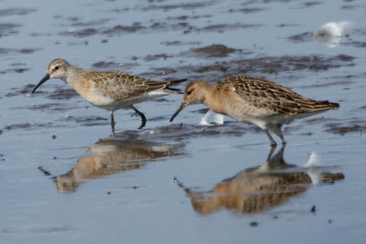 Curlew Sandpiper - ML642010903