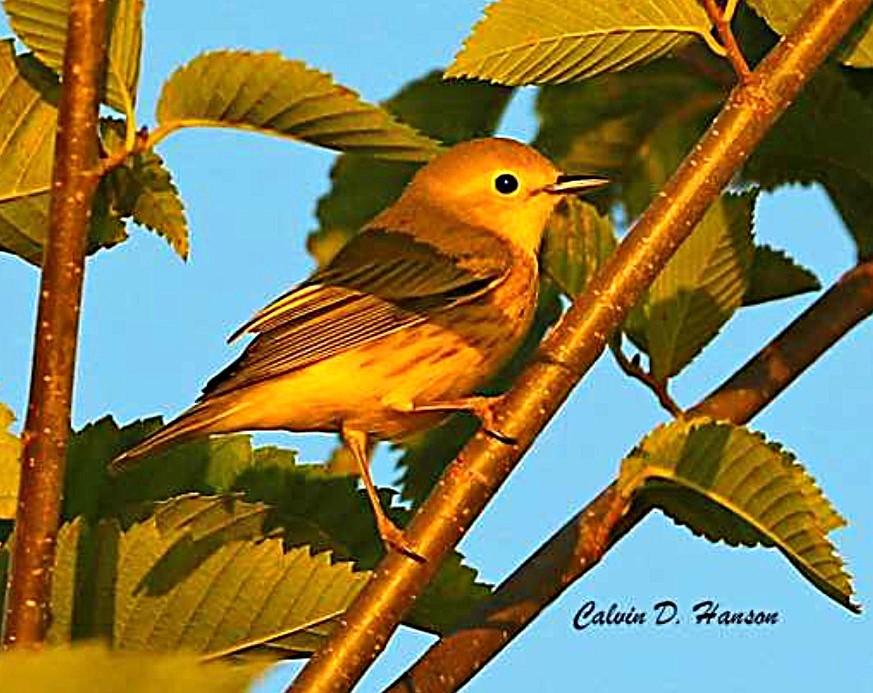 Yellow Warbler - ML642010904