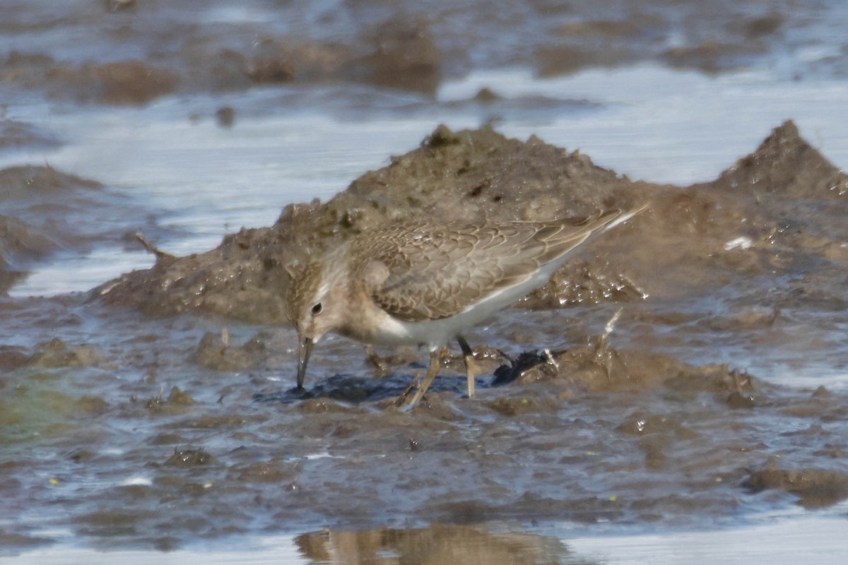 Temminck's Stint - ML642010905