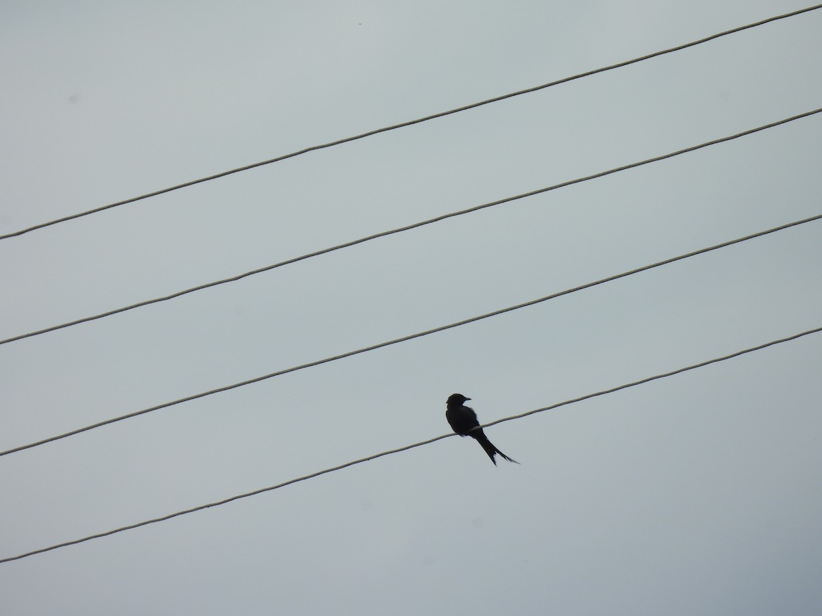 Black Drongo - ML642010906