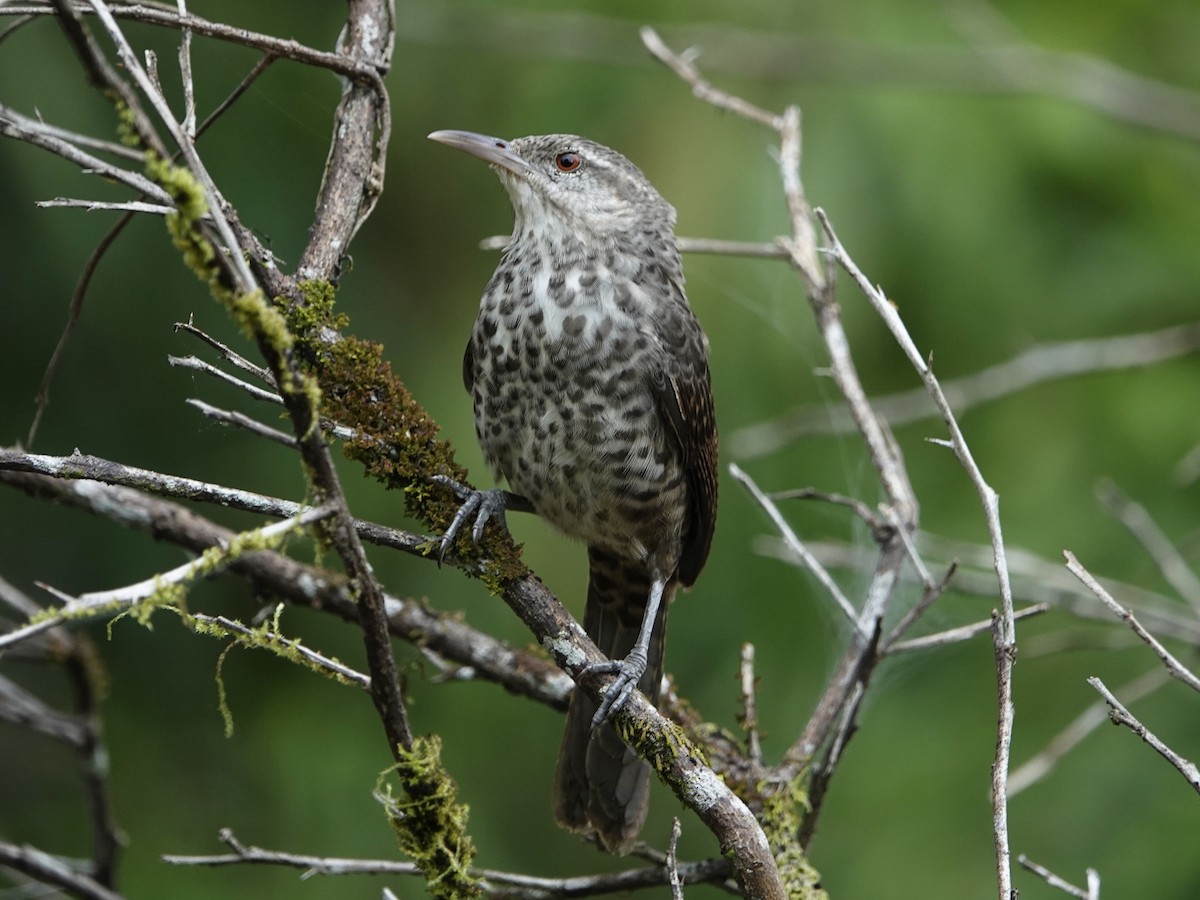 Thrush-like Wren - ML642010908