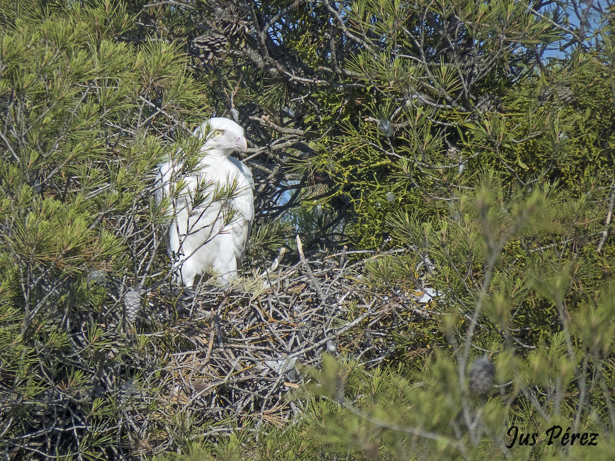 Short-toed Snake-Eagle - ML642010911
