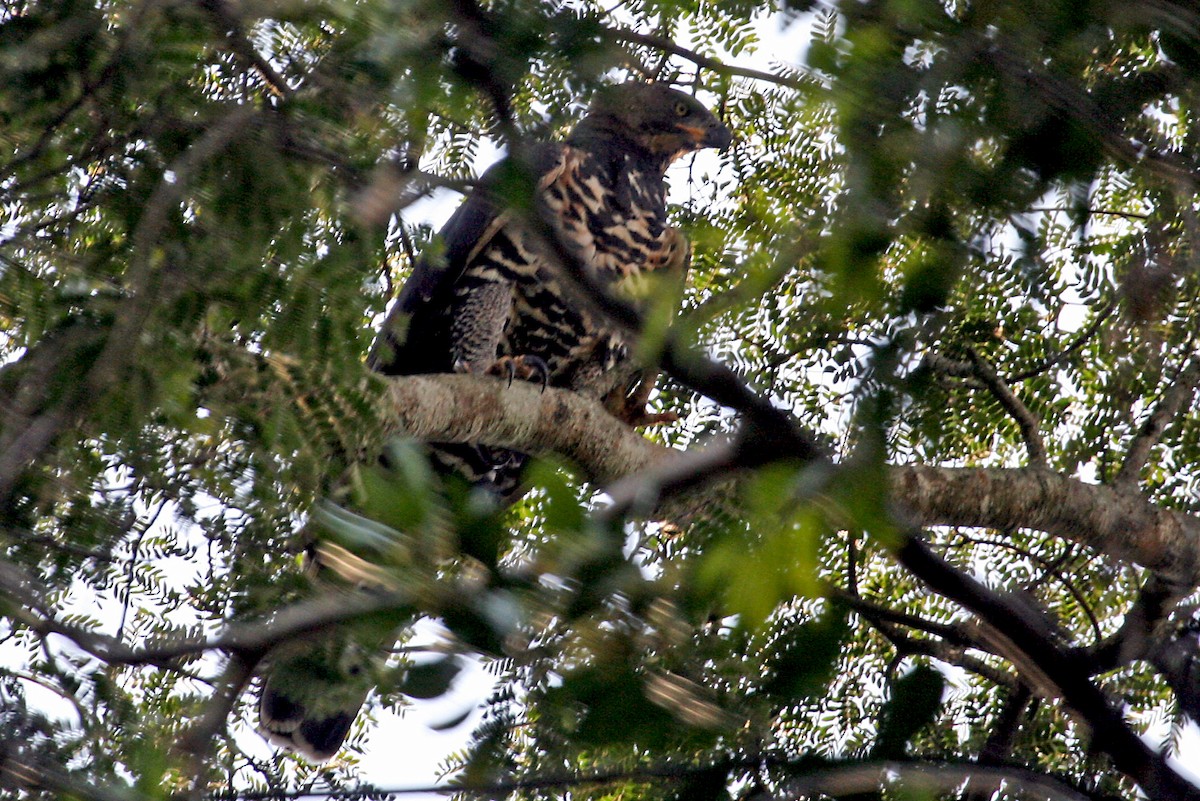 Crowned Eagle - ML642010912