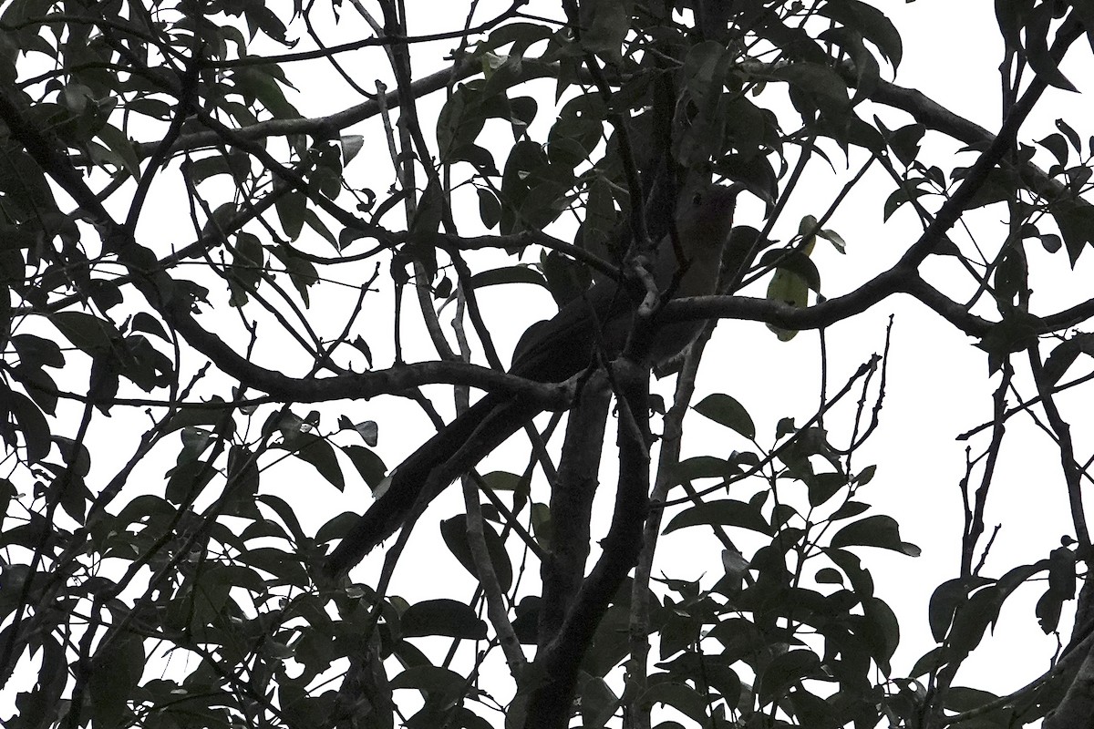 Red-billed Malkoha - ML642010913
