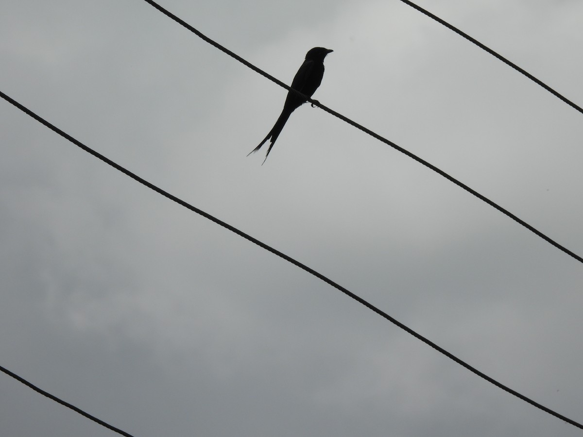 Black Drongo - ML642010915