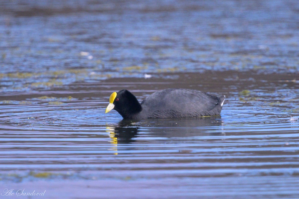 White-winged Coot - ML642010920