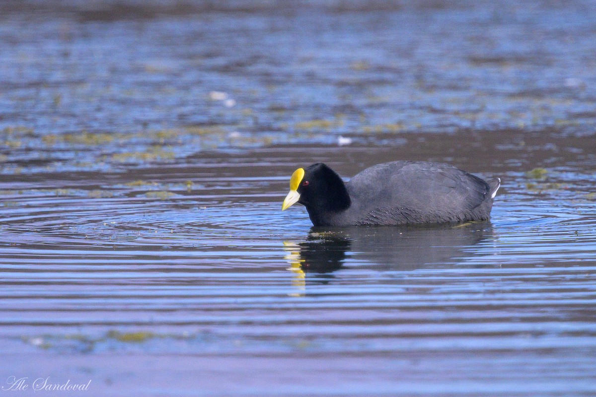White-winged Coot - ML642010921