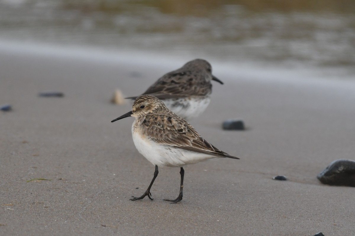 Baird's Sandpiper - ML642010923