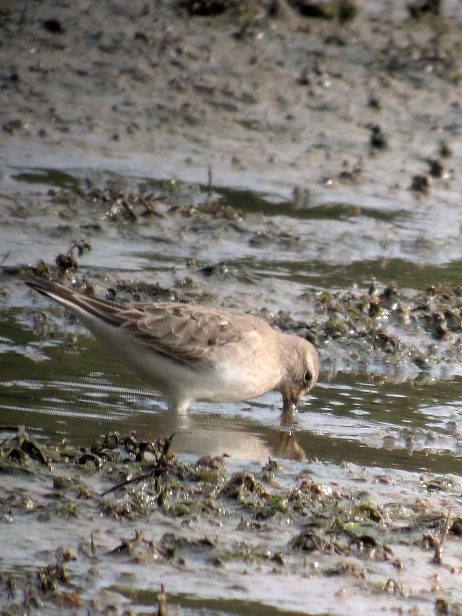 White-rumped Sandpiper - ML642010924