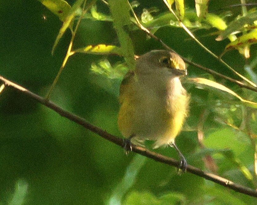 White-eyed Vireo - ML642010926