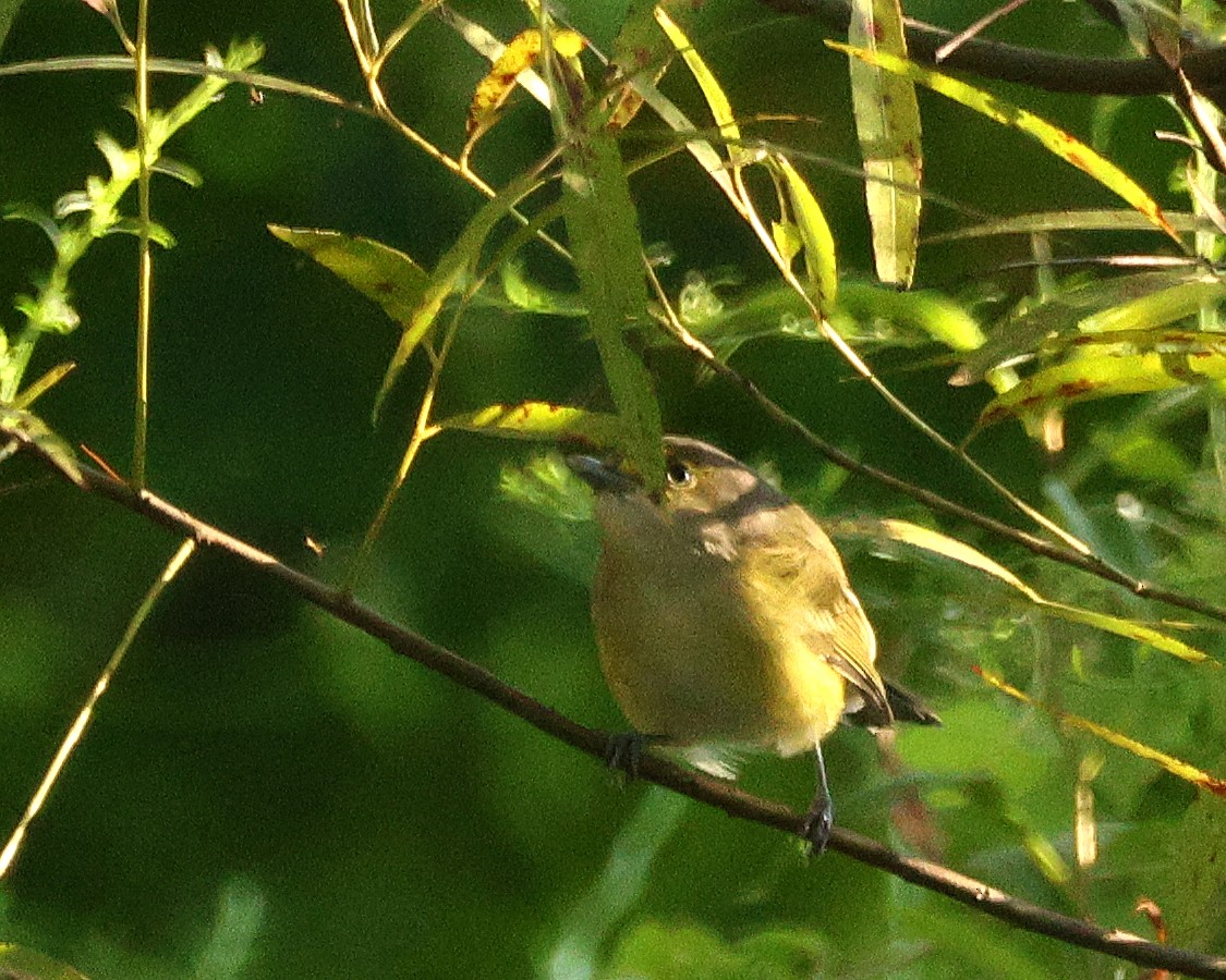 White-eyed Vireo - ML642010927