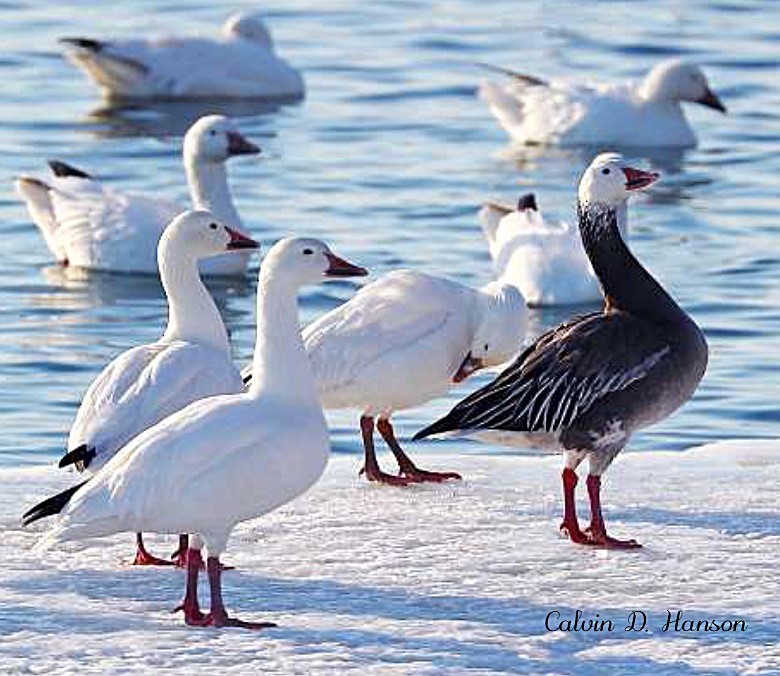Snow Goose - ML642010932