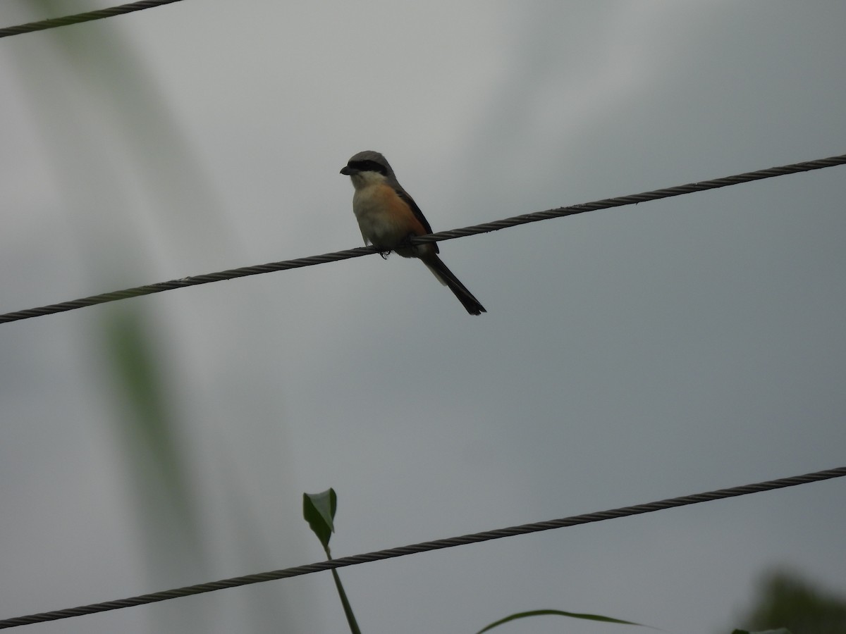 Long-tailed Shrike - ML642010938