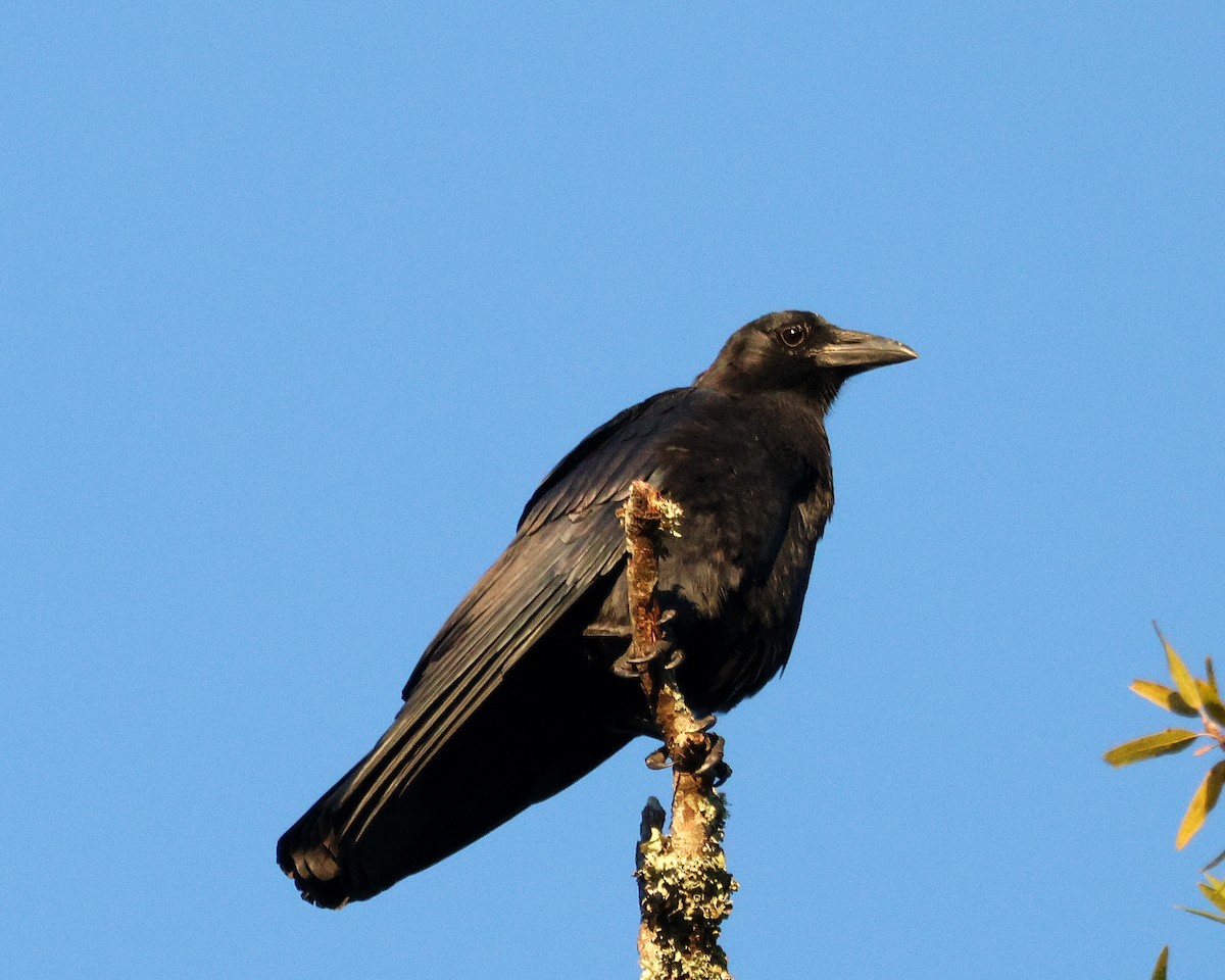 American Crow - ML642010952