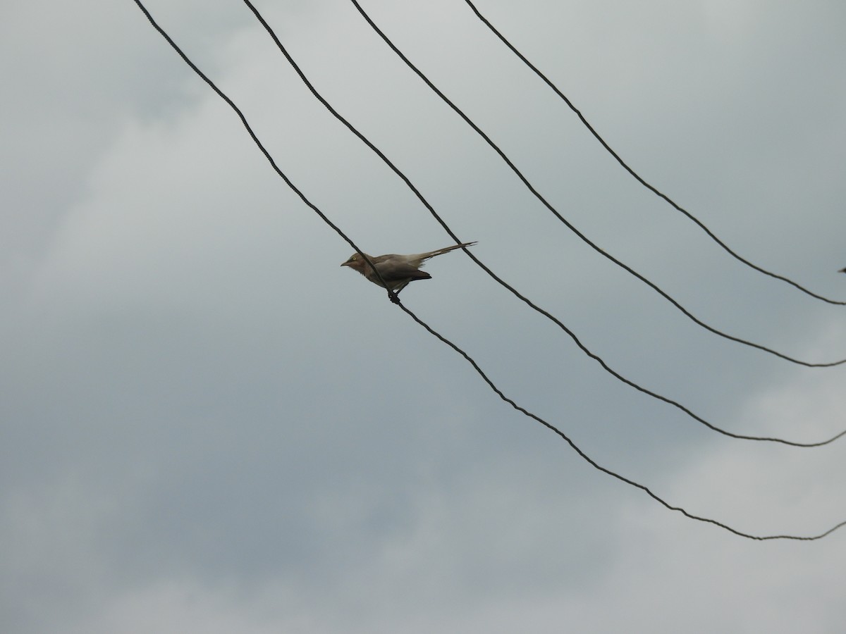 Large Gray Babbler - ML642010954