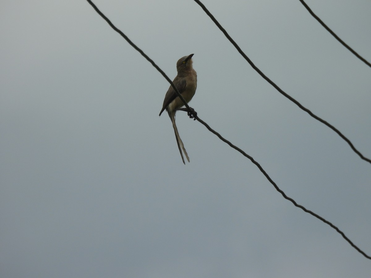 Large Gray Babbler - ML642010955