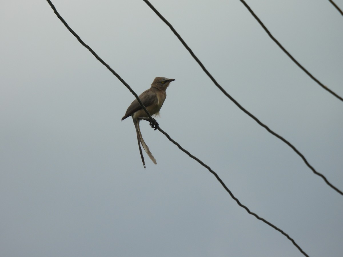 Large Gray Babbler - ML642010956