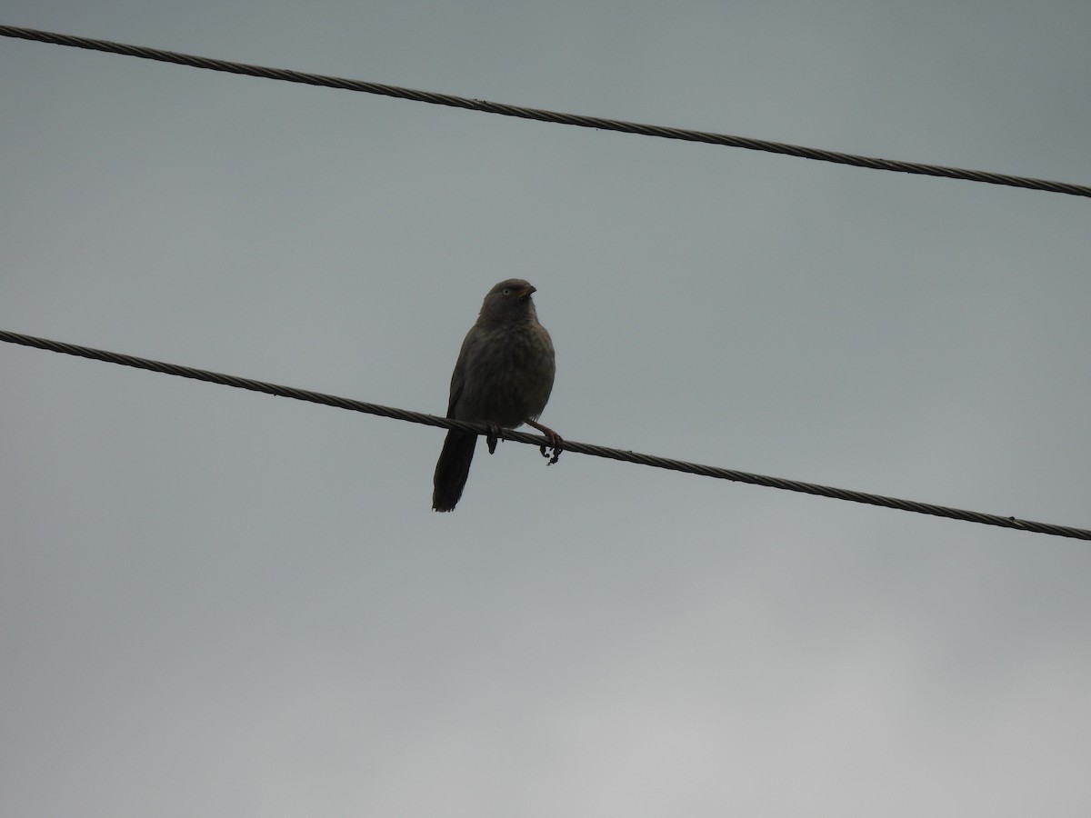 Jungle Babbler - ML642010964