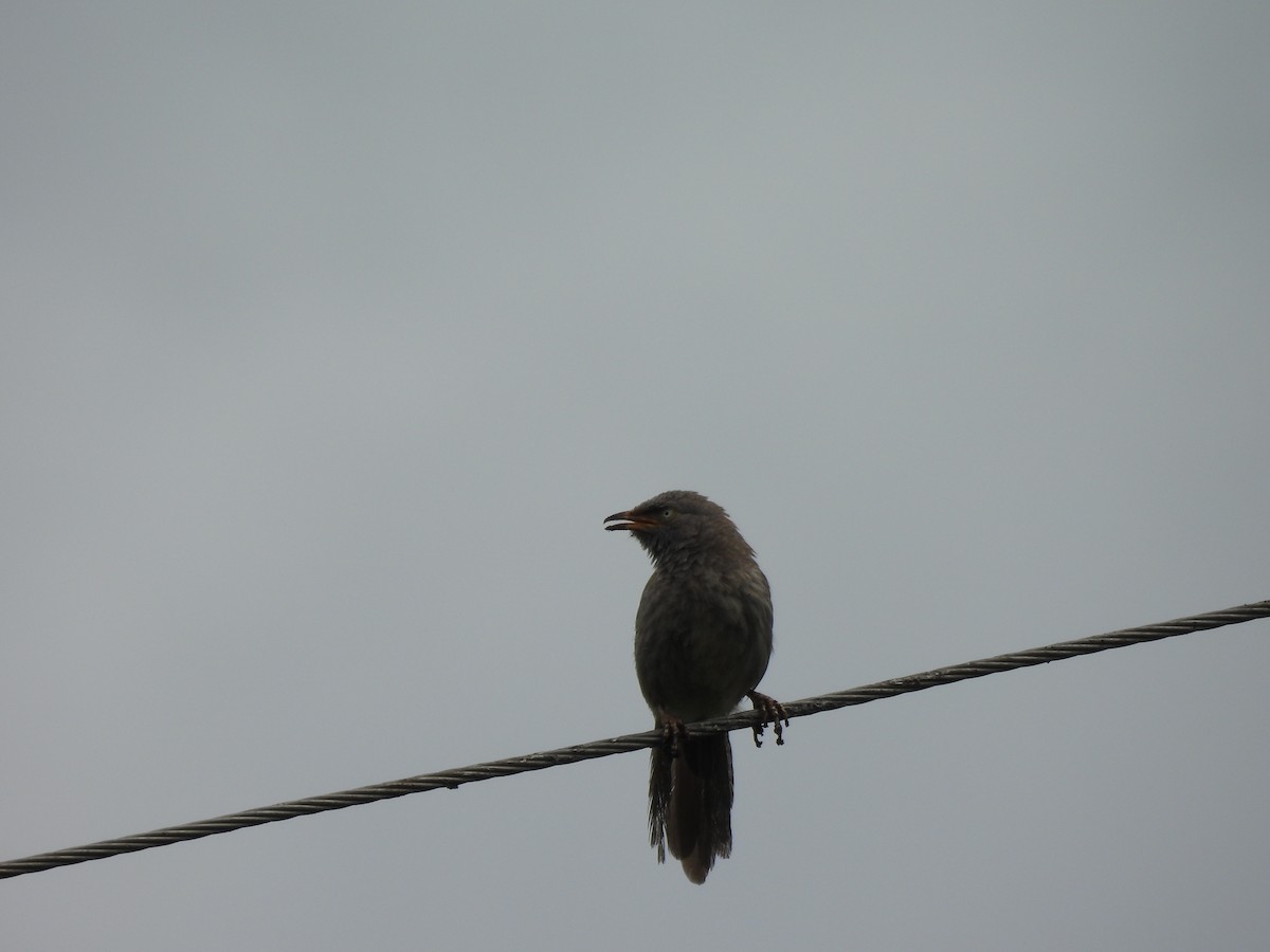 Jungle Babbler - ML642010965